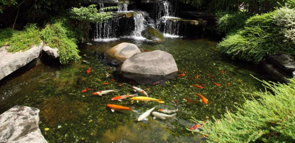 Crystal Clear Koi Pond Solutions